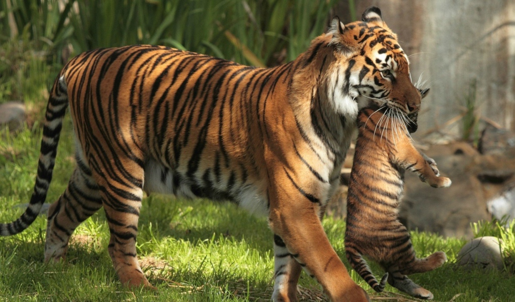 Тигрица держит в зубах тигренка