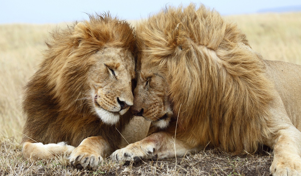 Два брата львы