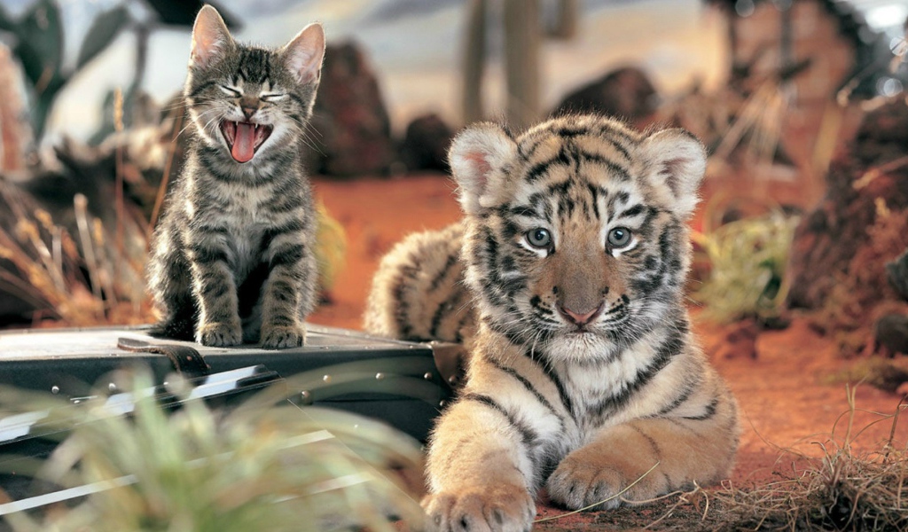 Два дальних родственника