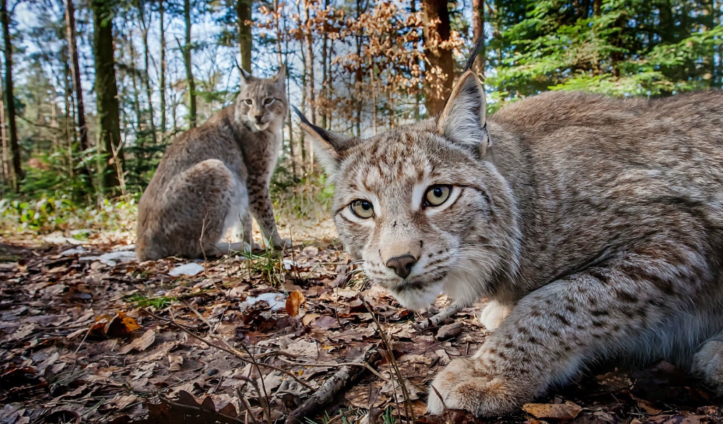Две рыси в лесу