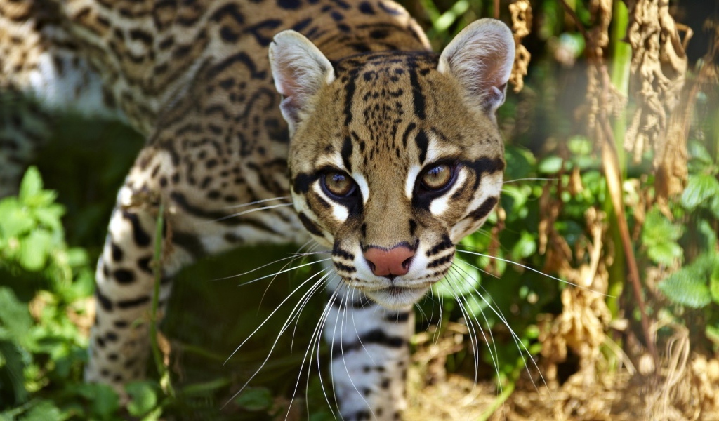 Очень красивый оцелот