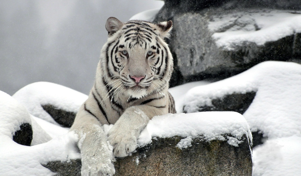 Белый тигр на снегу