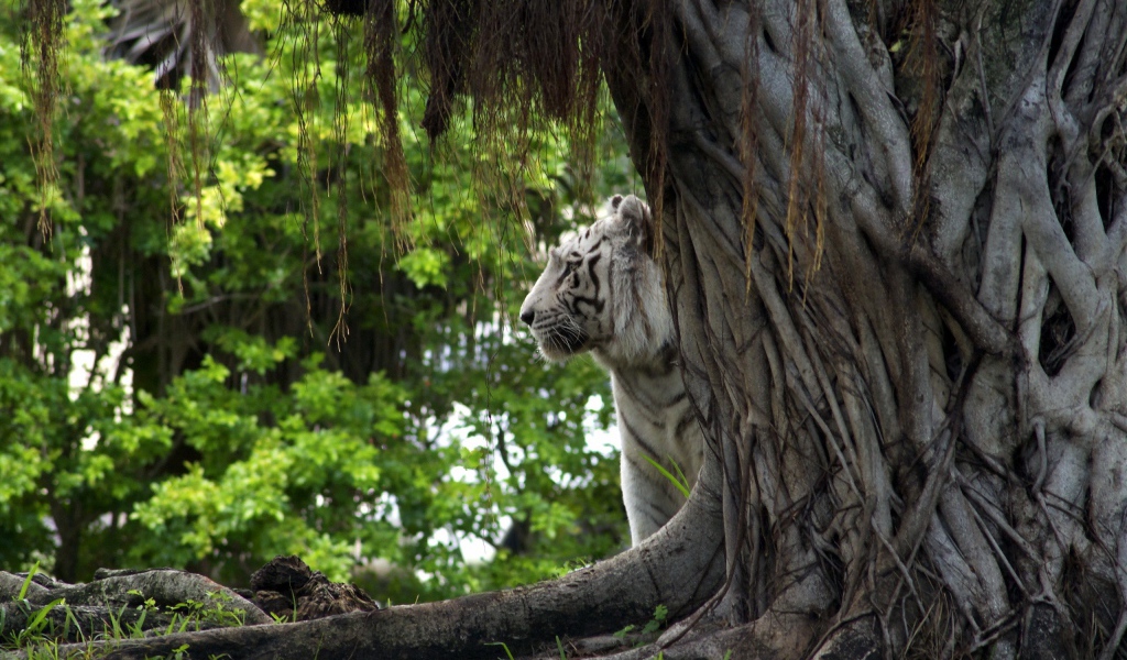 Белый тигр за деревом
