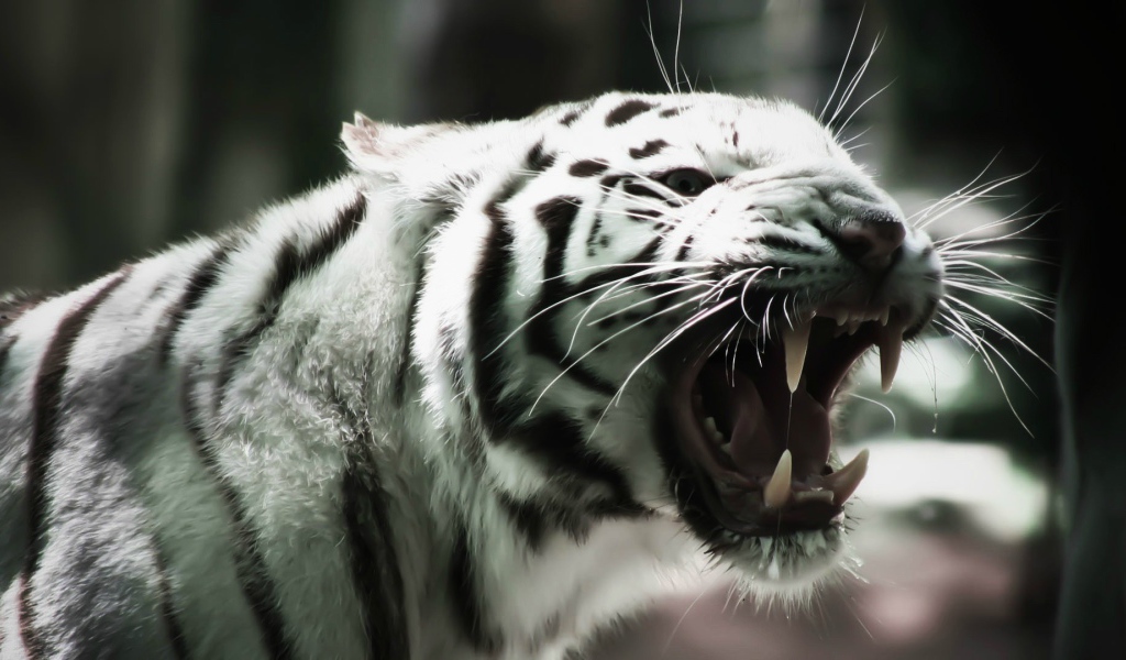 Белый тигр оскалил клыки