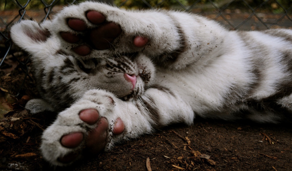 Белый тигренок прикрывает лапами мордочку