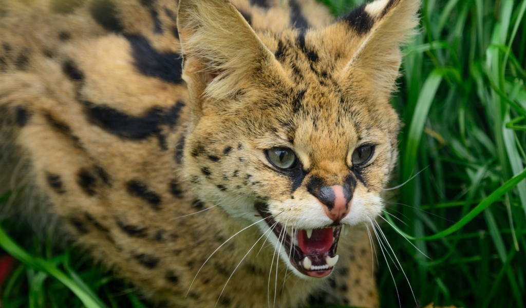 Злая дикая кошка в траве