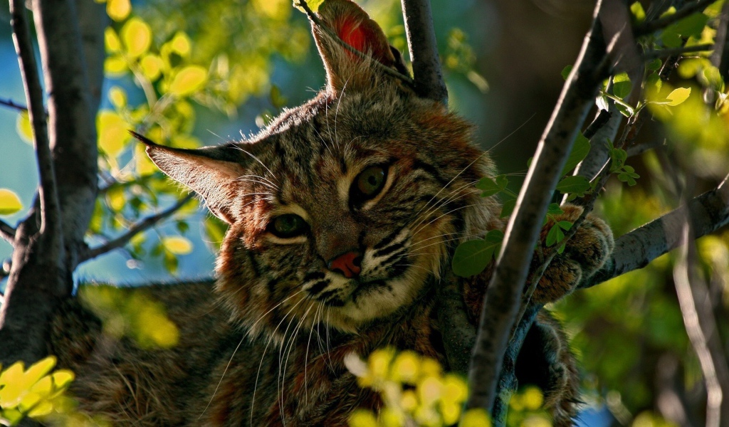 Дикий кот притаился среди зеленых веток