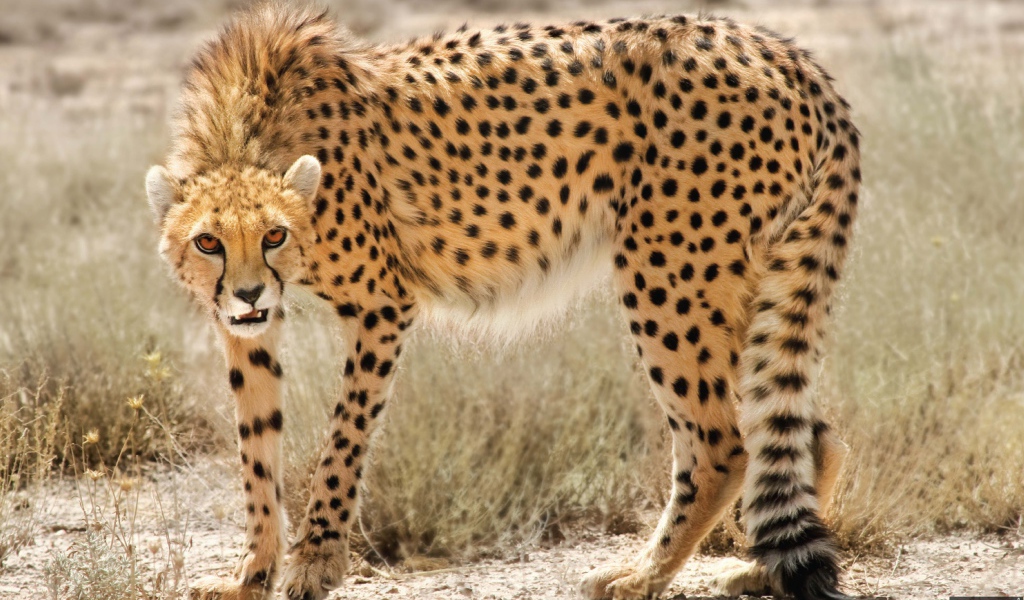 Дикая кошка в Иране