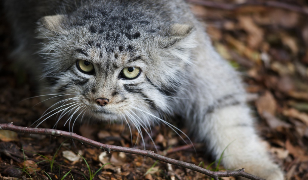 Дикий кот крадется по земле