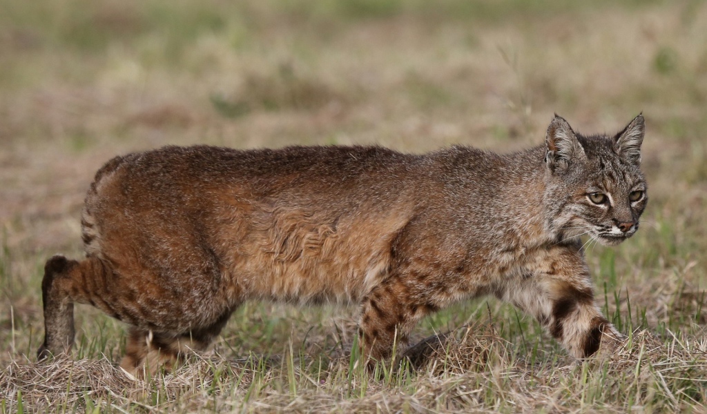 Дикая кошка идет по траве