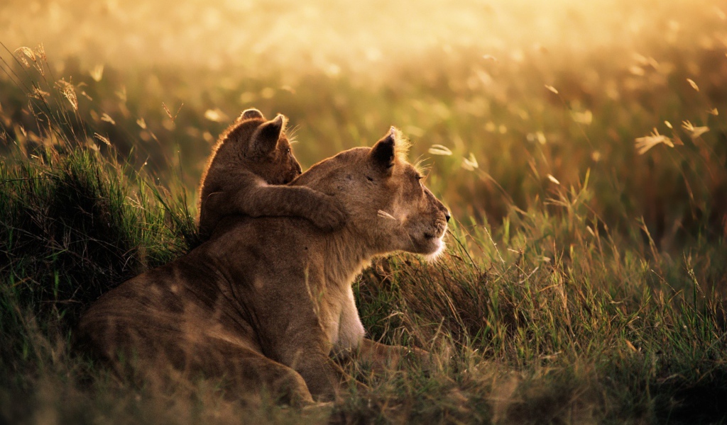 Львенок обнимает свою маму