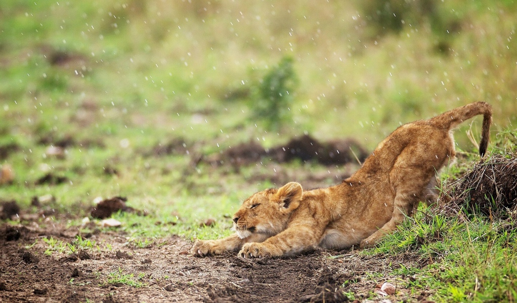 Львенок под дождем