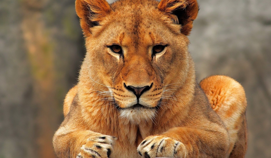 Молодой лев смотрит в камеру