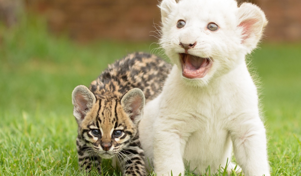 Детеныши оцелота и белого тигра
