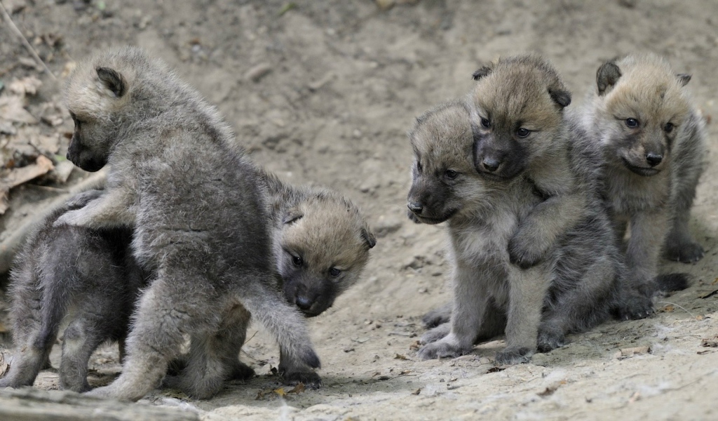 Выводок детей волчат