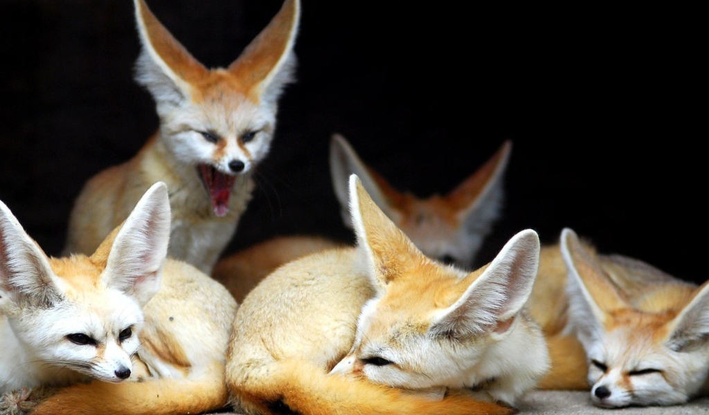 Семья лис породы фенек