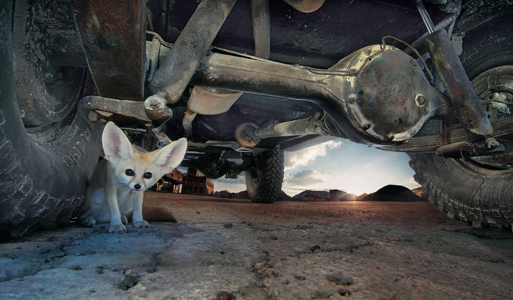 Фенек под автомобилем