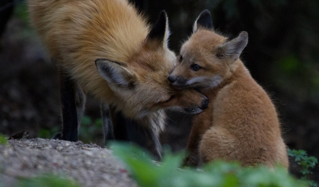 Лиса ухаживает за своим детенышем
