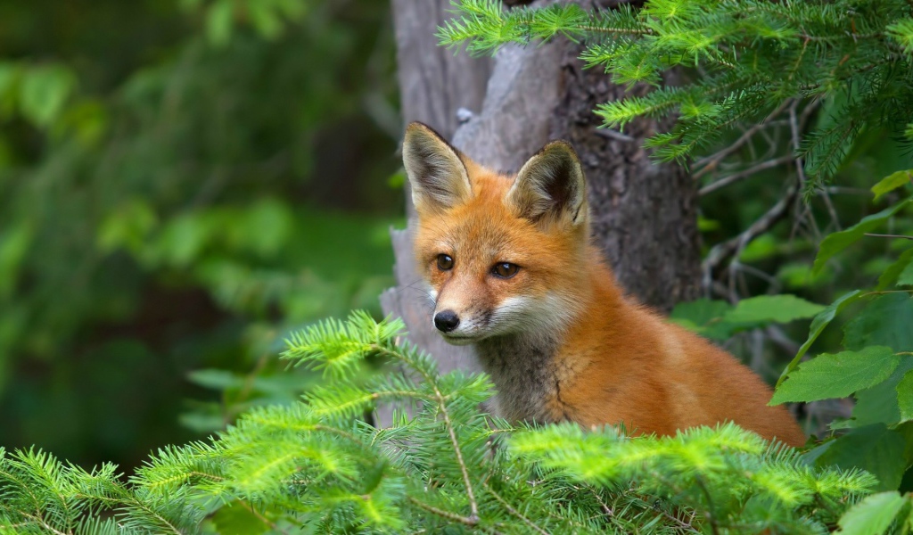 Лиса в хвойных зарослях