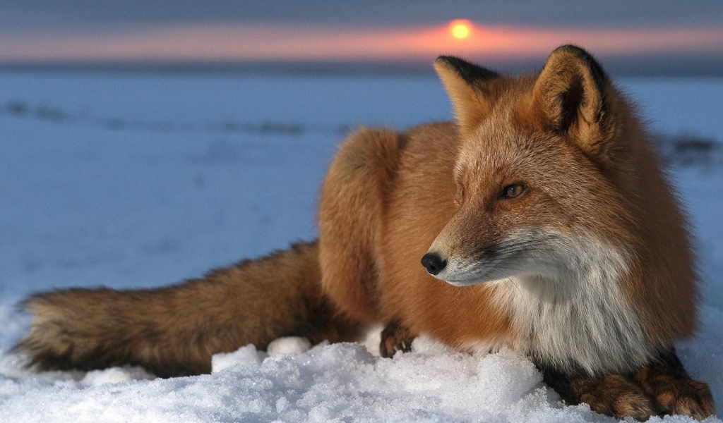 Лиса на снегу на закате зимнего дня