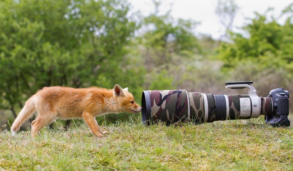 Лиса интересуется фотоаппаратом