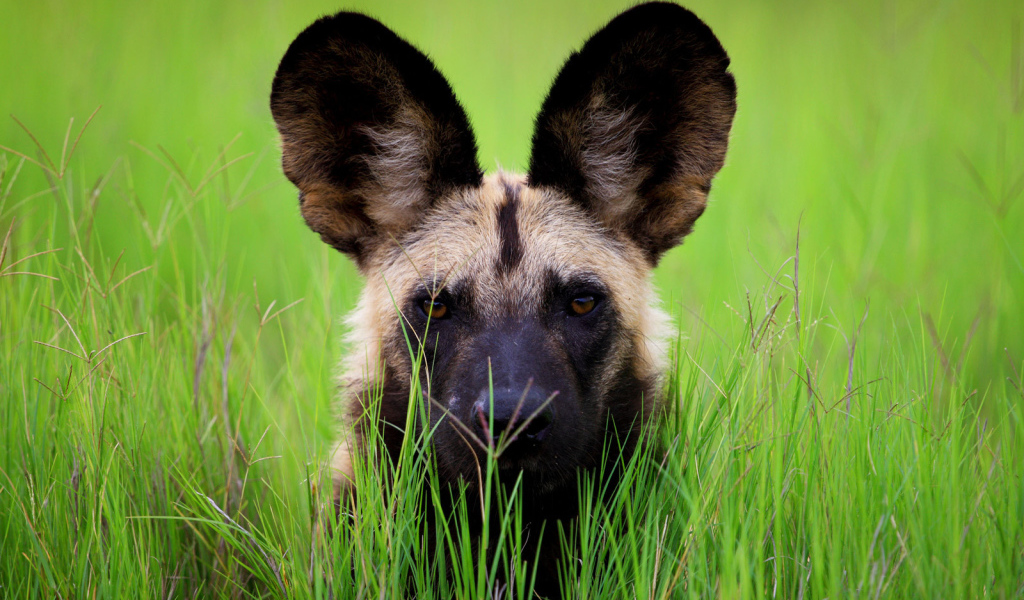 Гиена с большими ушами