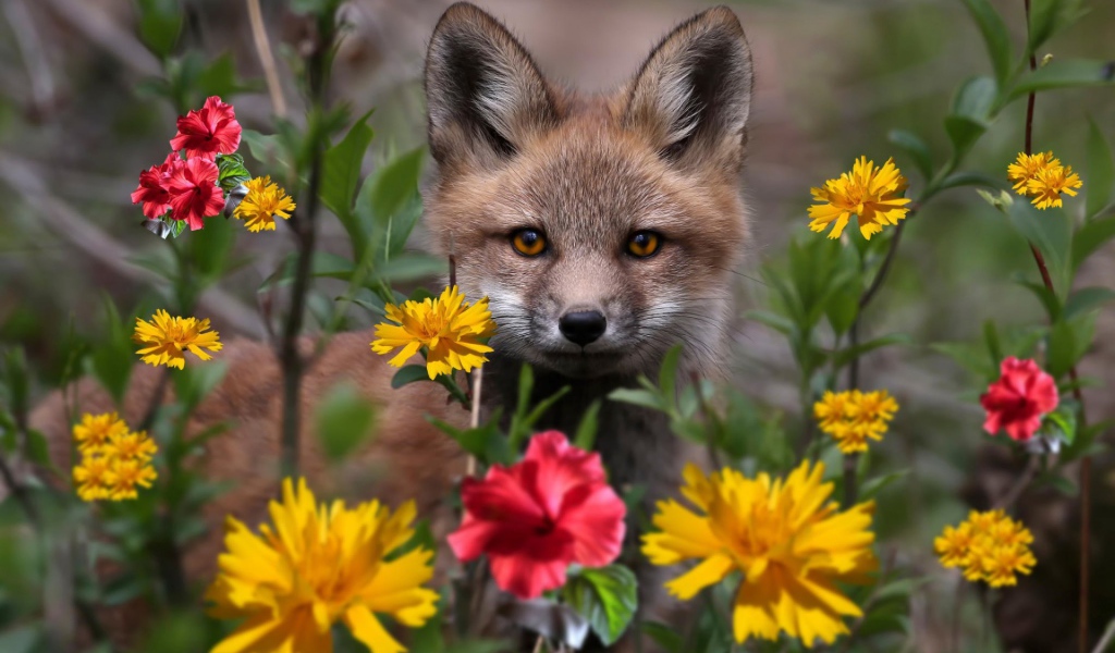Маленький лисенок в цветнике