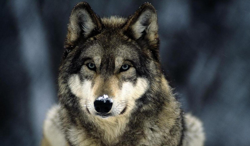 Мелкие снежинки на шерсти волка