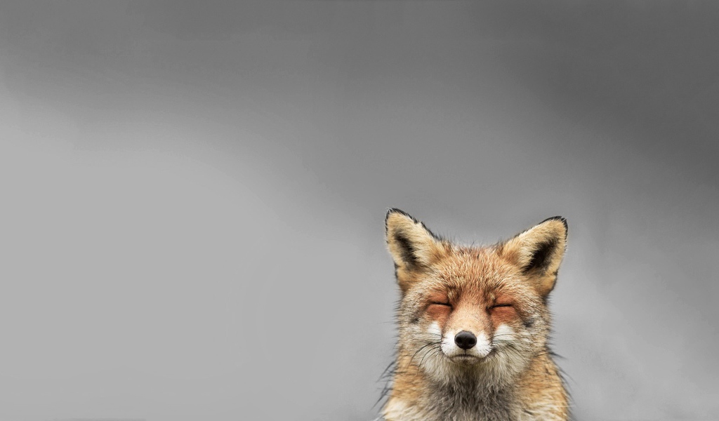 Голова лисы, серый фон