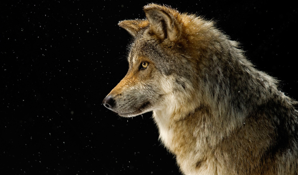 Профиль волка на черном фоне