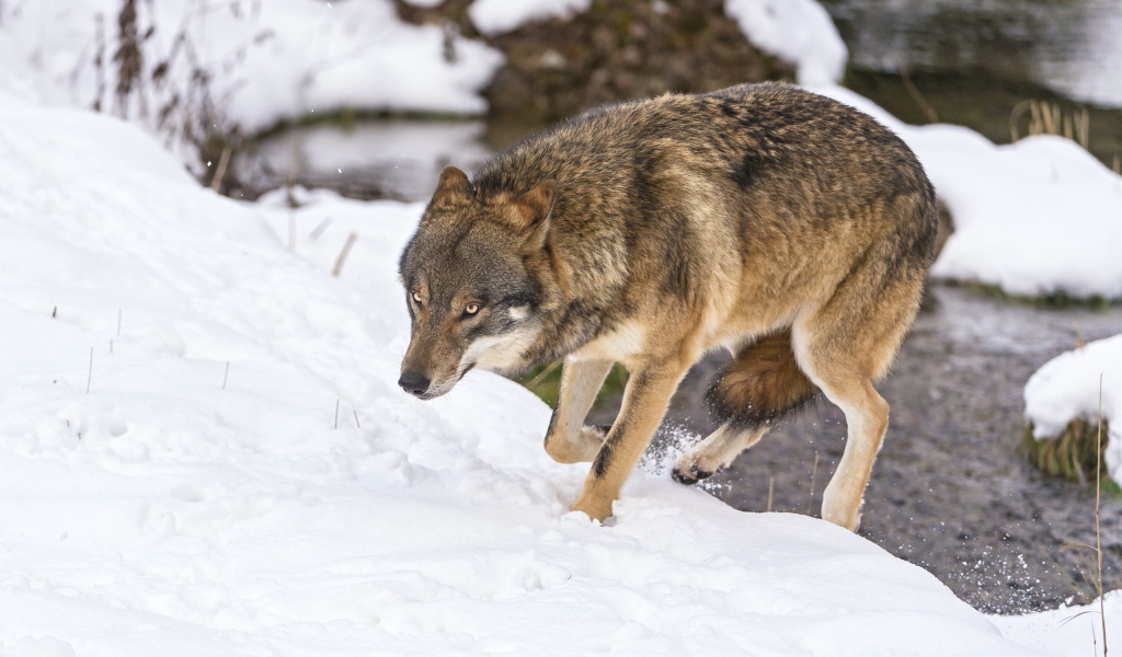 Волк с поджатым хвостом