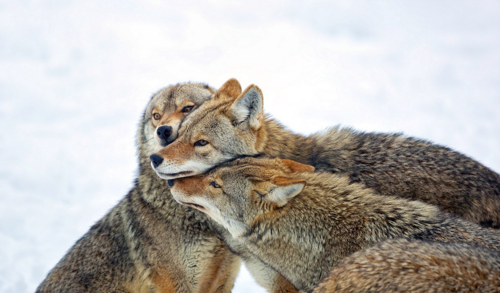 Три дружных волка