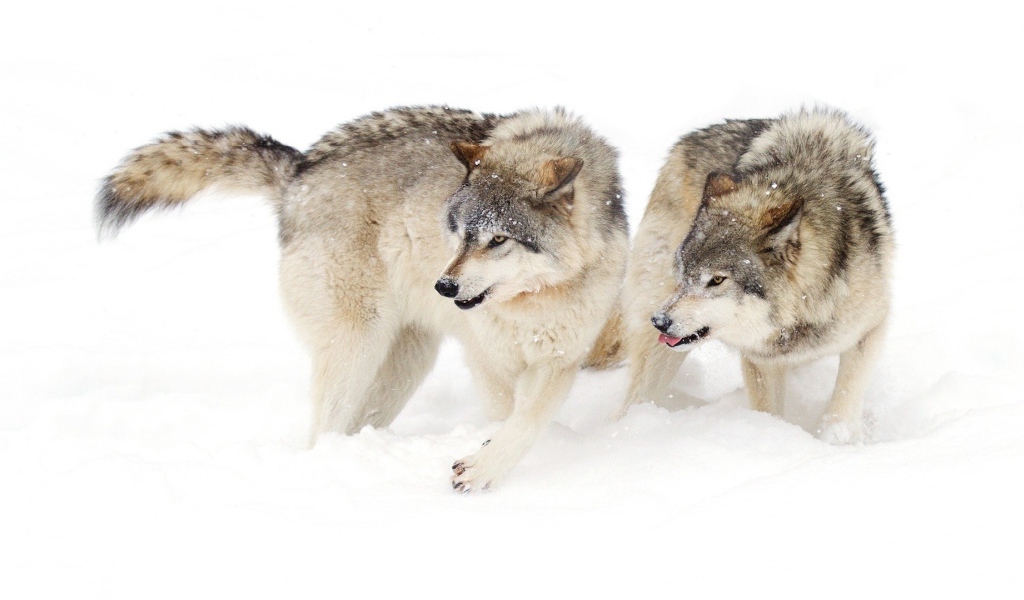 Два голодных волка на снегу