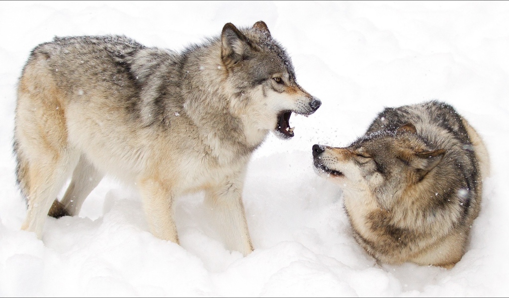 Два волка дерутся в снегу