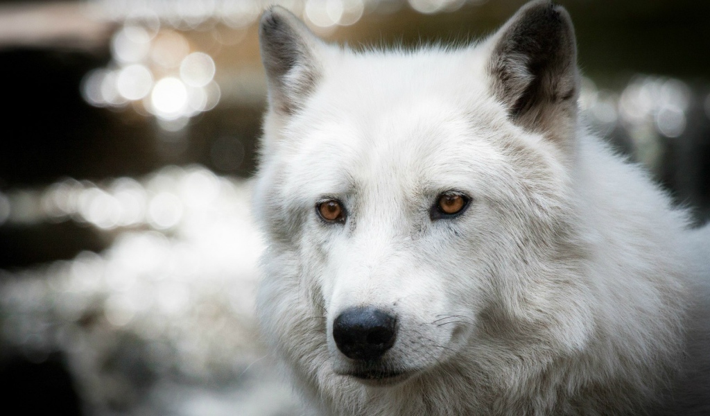 Белый полярный волк