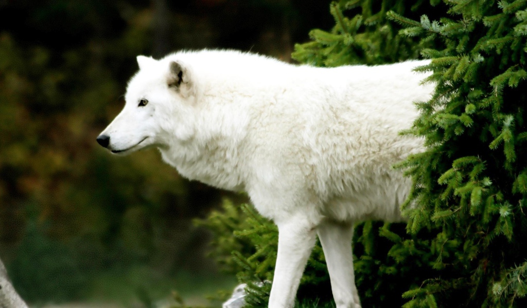 Белый волк вышел из-за ели