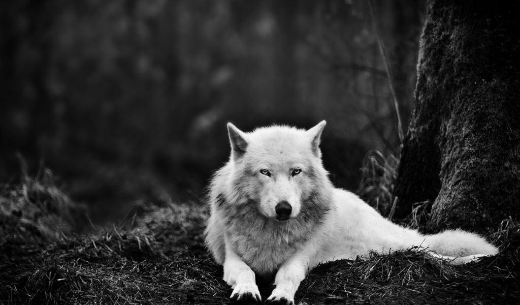 Белый волк в черном лесу