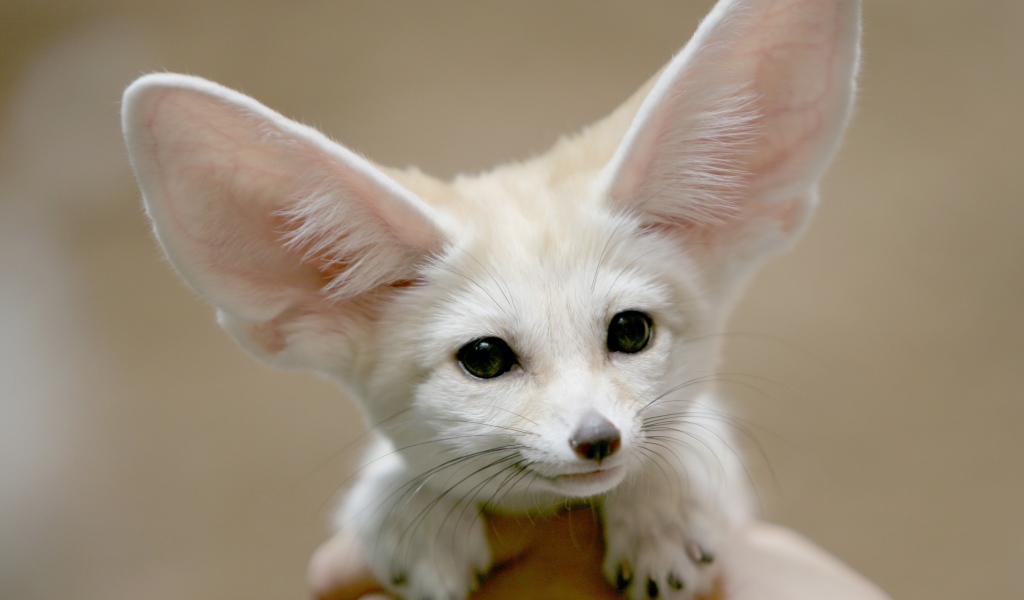 Белая лиса фенек