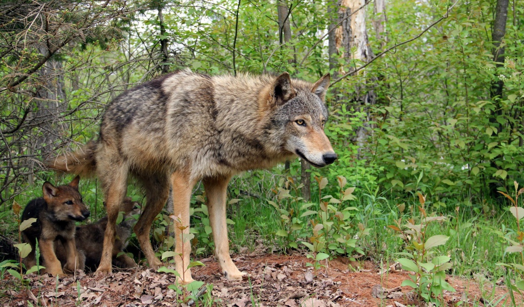 Волчица охраняет своих детей