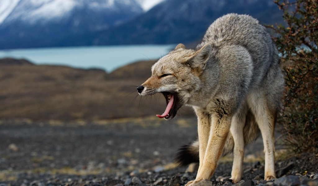 Волк в угрожающей позе