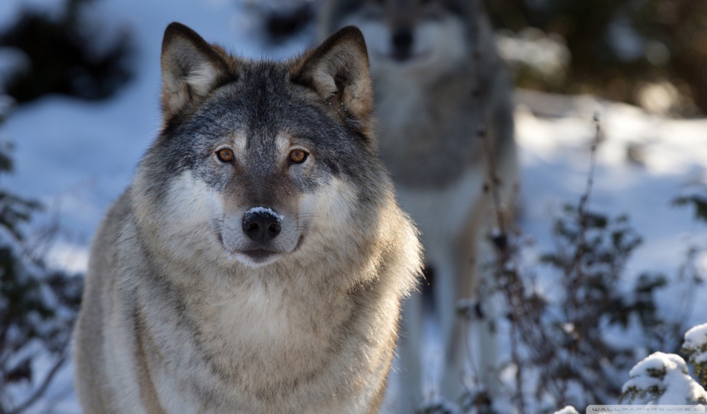Волк в зимнем лесу