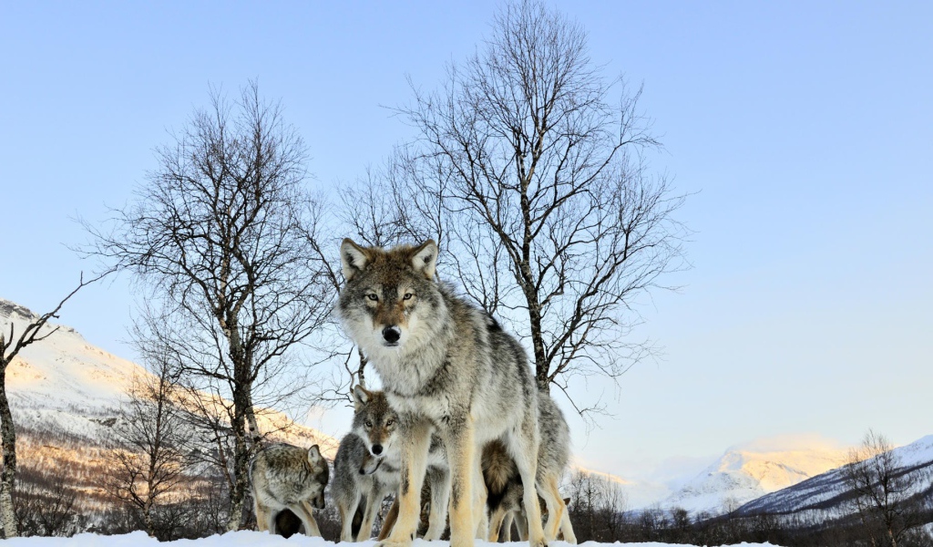 Волчица защищает своих волчат