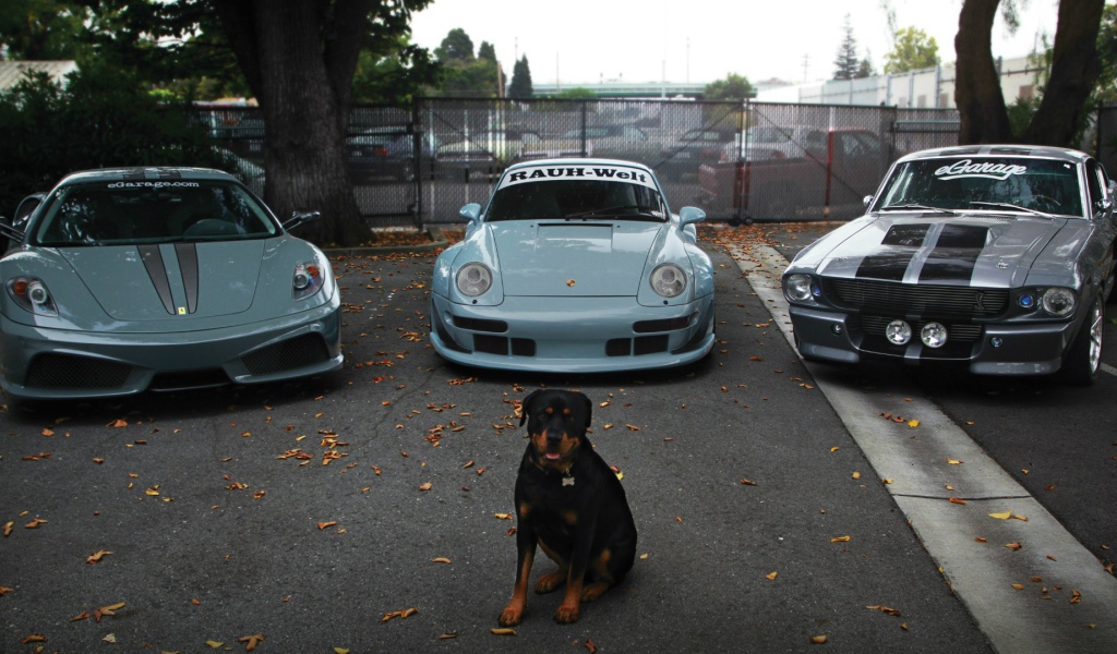 Собака охраняет дорогие авто
