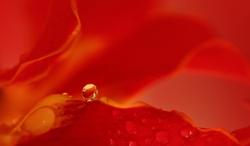 Капля воды на красном фоне