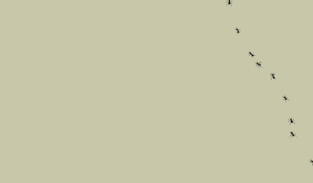 Муравьи на мониторе, серый фон