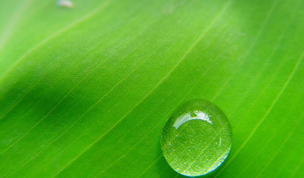Фон зеленый лист с каплей