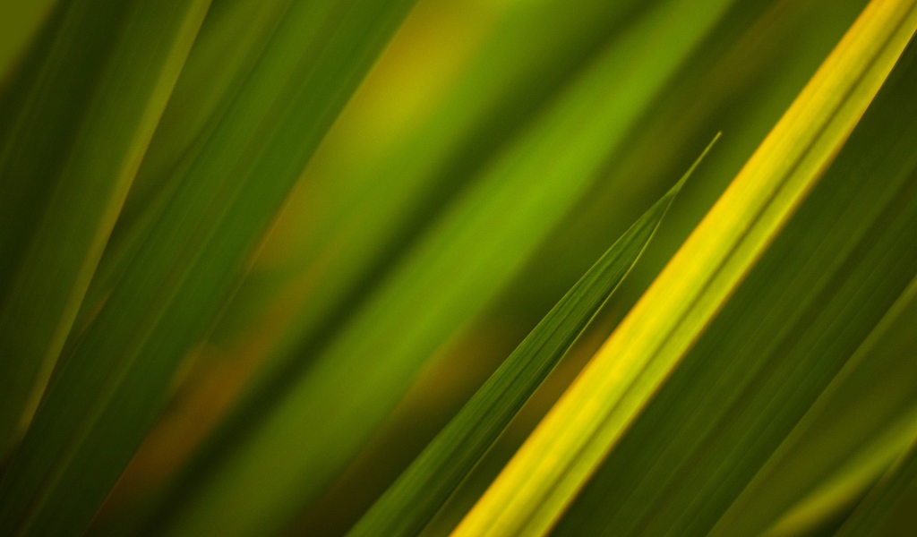 Фон из зеленой травы