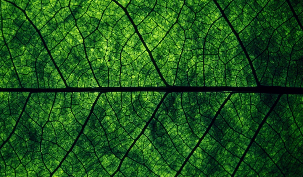 Фон зеленый лист дерева