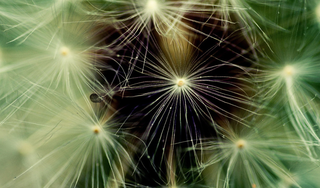 Фон из пушинок одуванчика