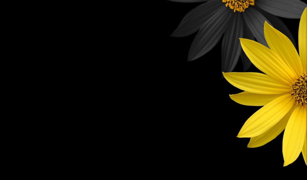 Черный и желтый цветок на черном фоне